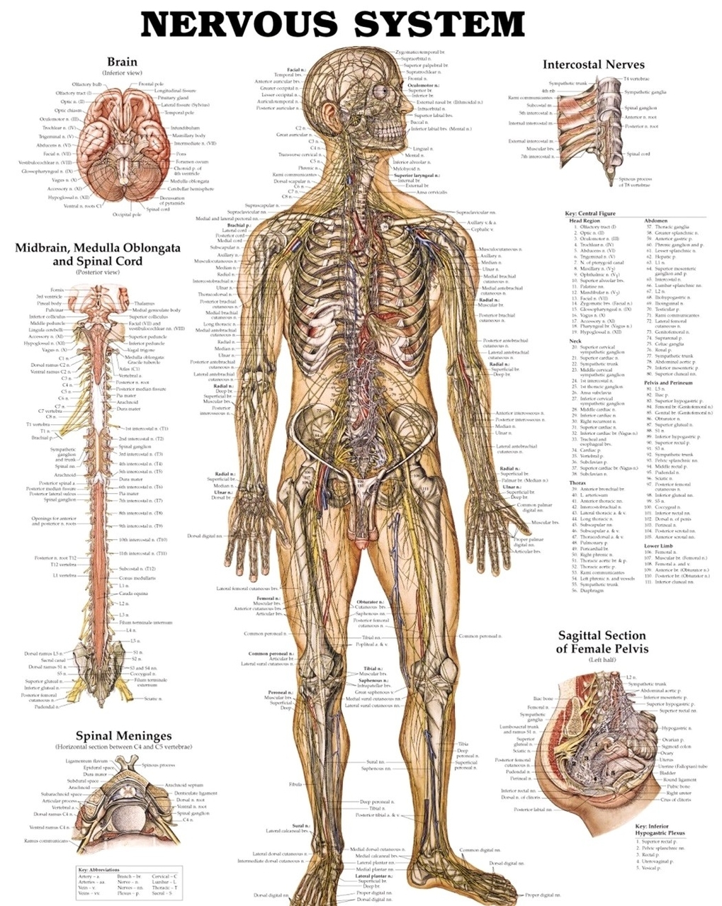 Human nervous system diagram