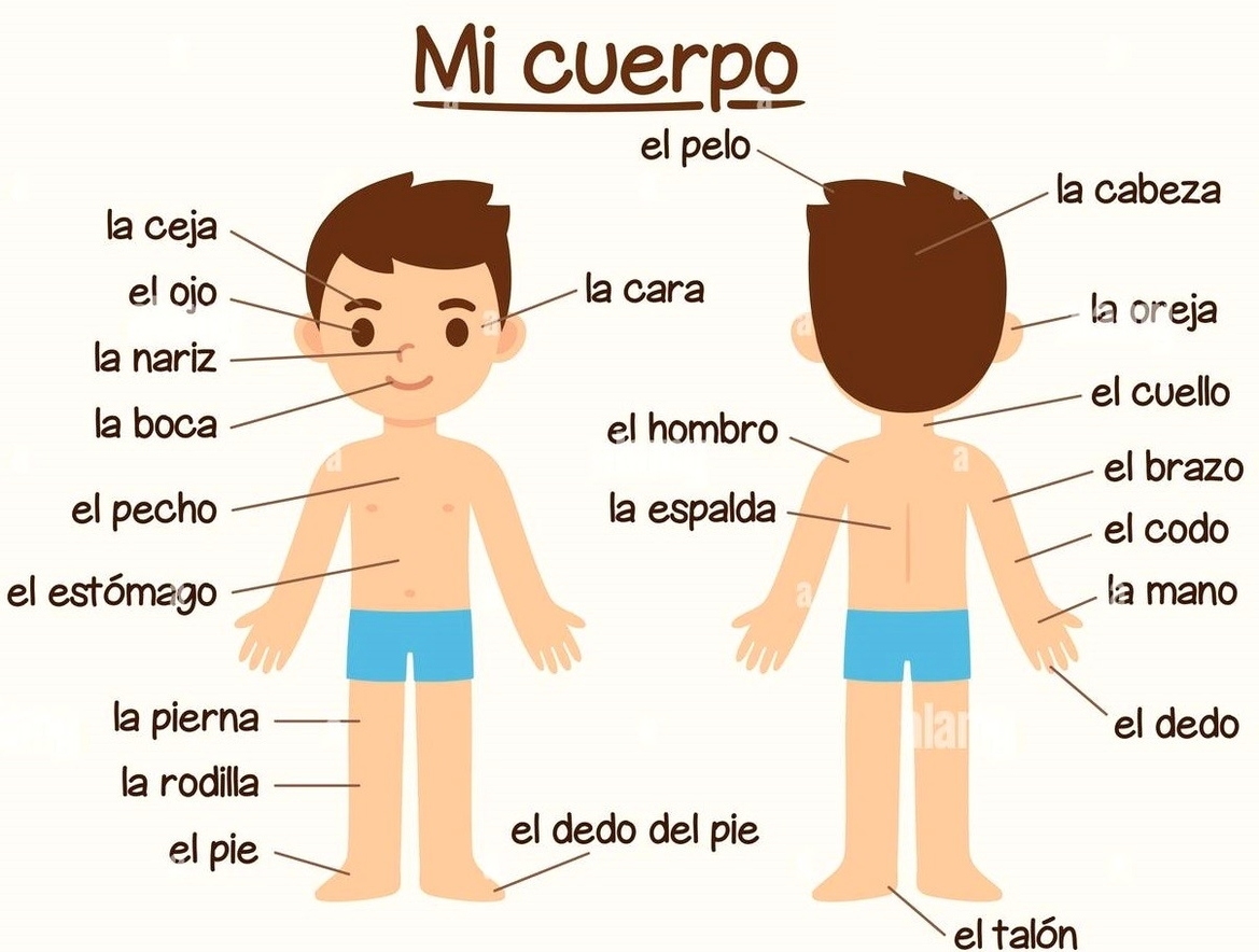 Kids body diagram in spanish