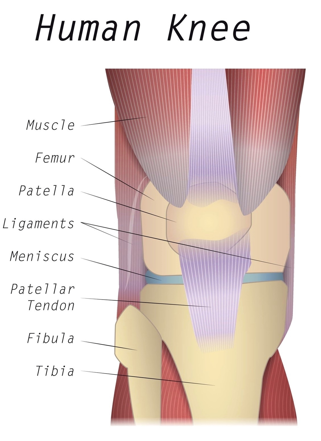 Knee anatomy diagram
