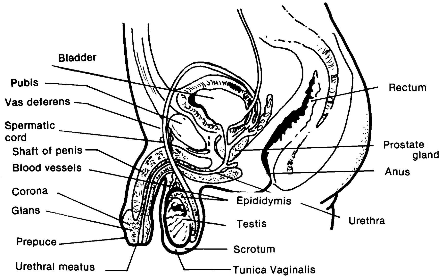 Male Reproductive System Anatomy