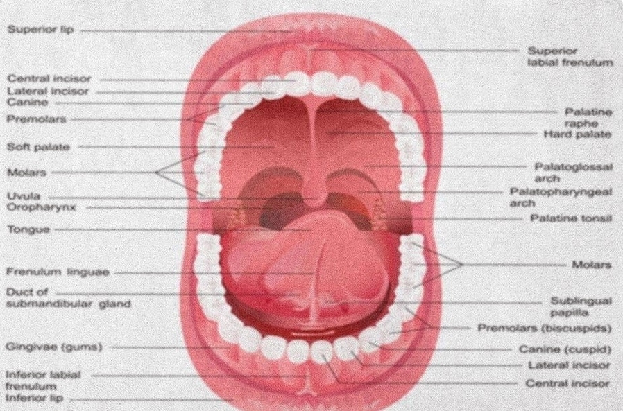 Mouth anatomy with labels