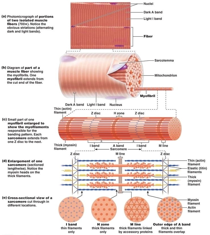 Muscle tissue and fiber diagram