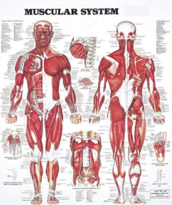 Muscular System Full Body Diagram - Graph Diagram