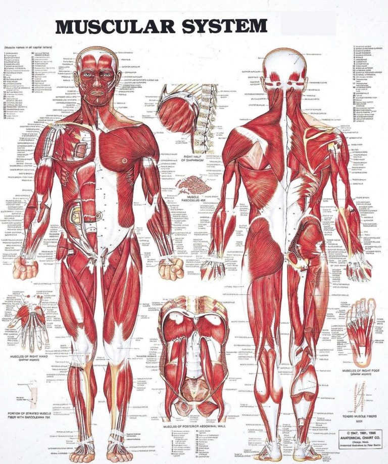 Labeled Muscular System Diagram Image Graph Diagram – Themelower