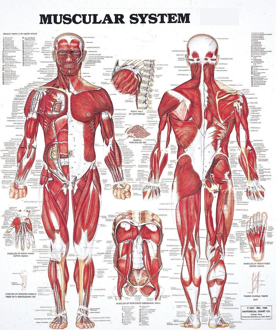 Muscular System Full Body Diagram