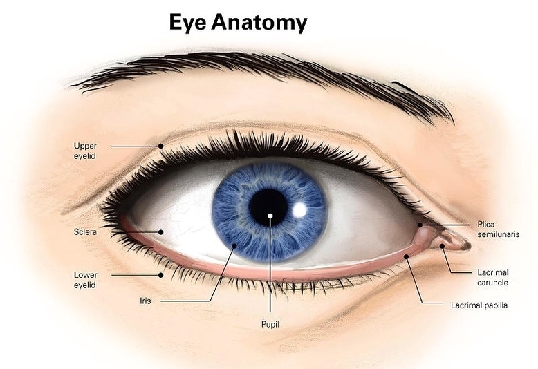 Outside eye anatomy