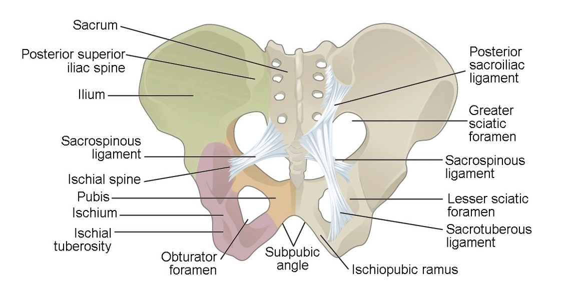 Pelvis anatomy diagram