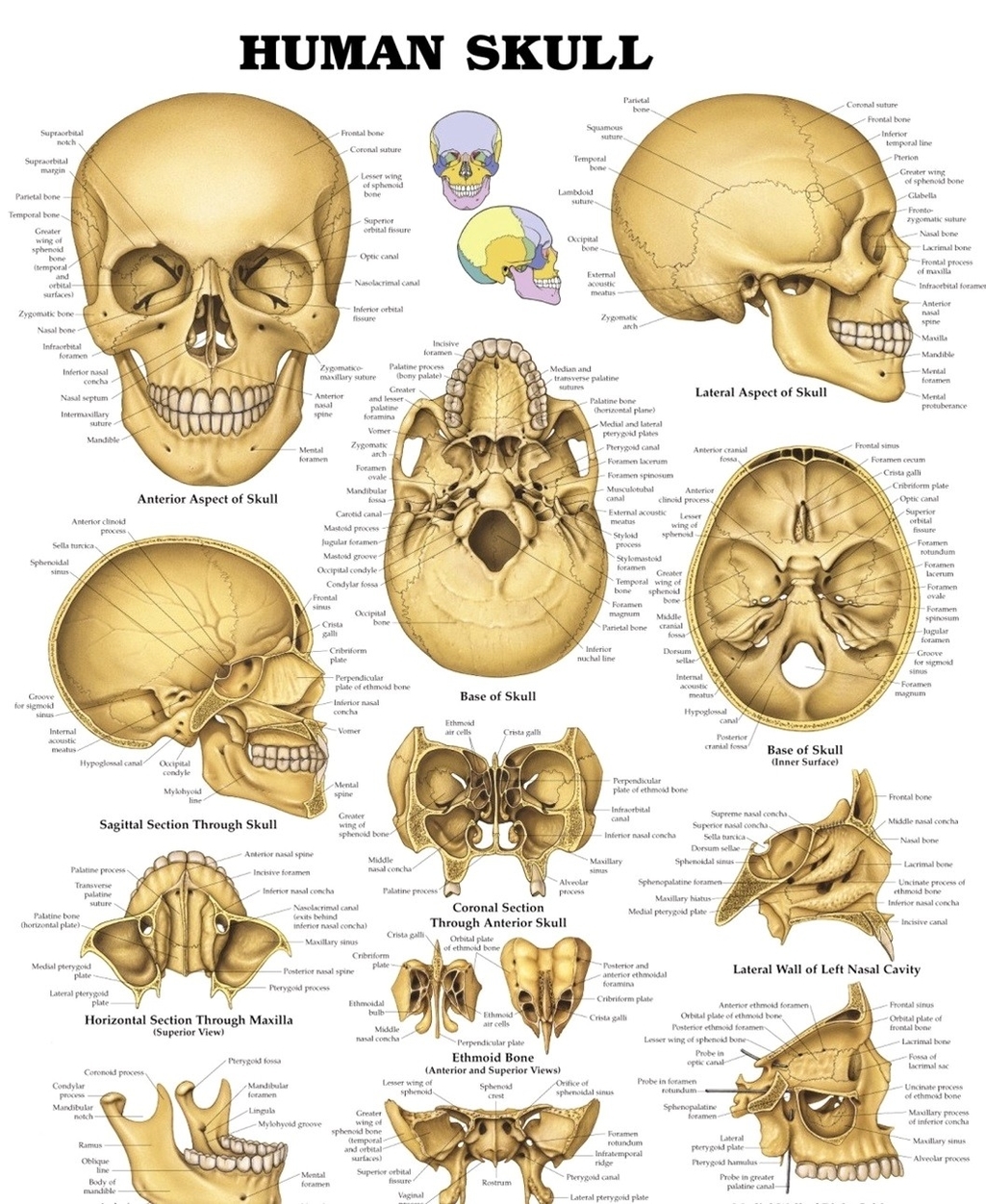 Skull diagram different views