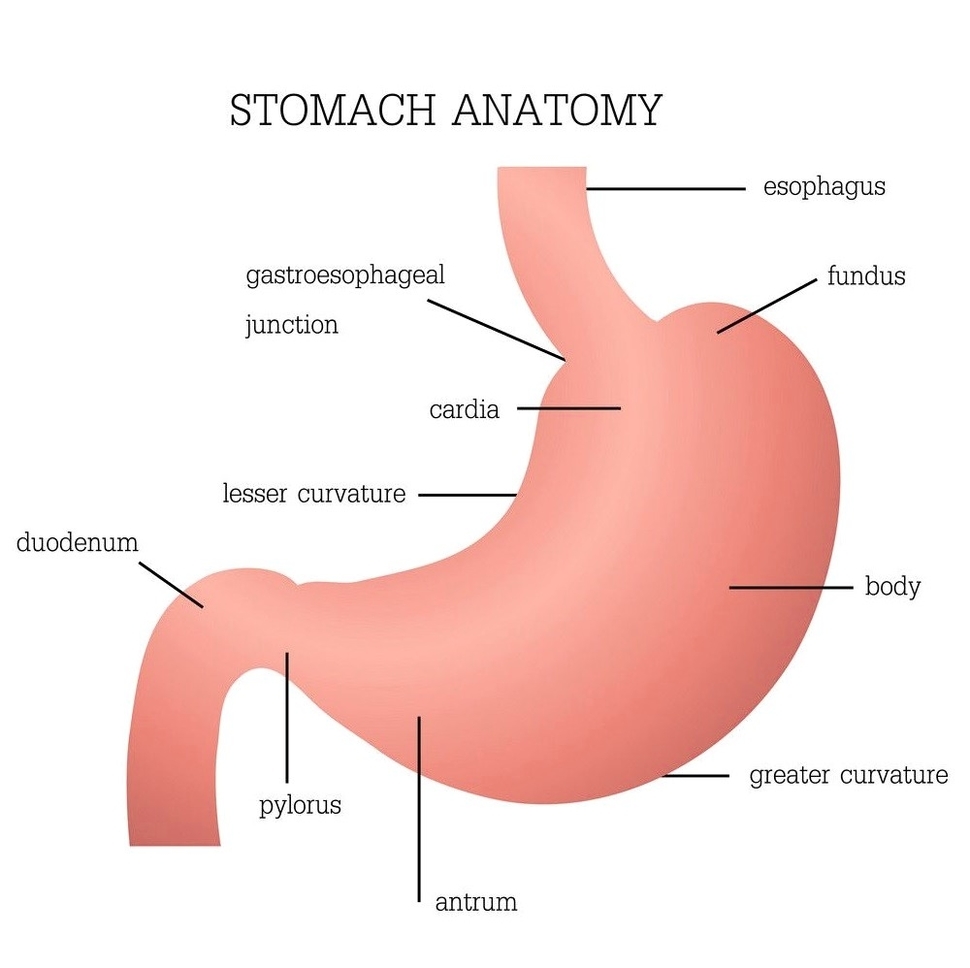 Stomach anatomy diagram