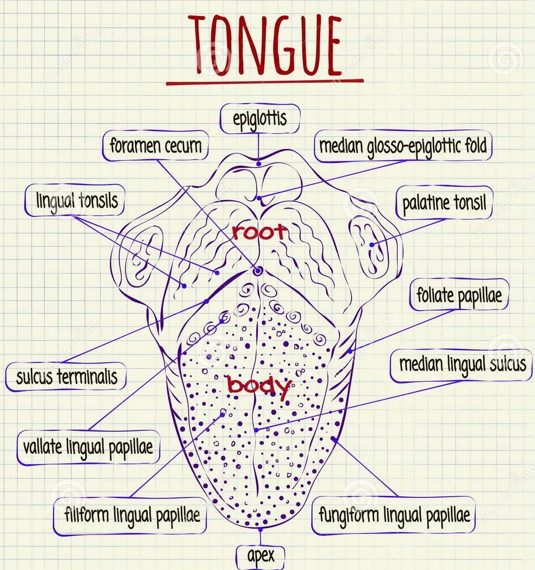 Tongue anatomy diagram