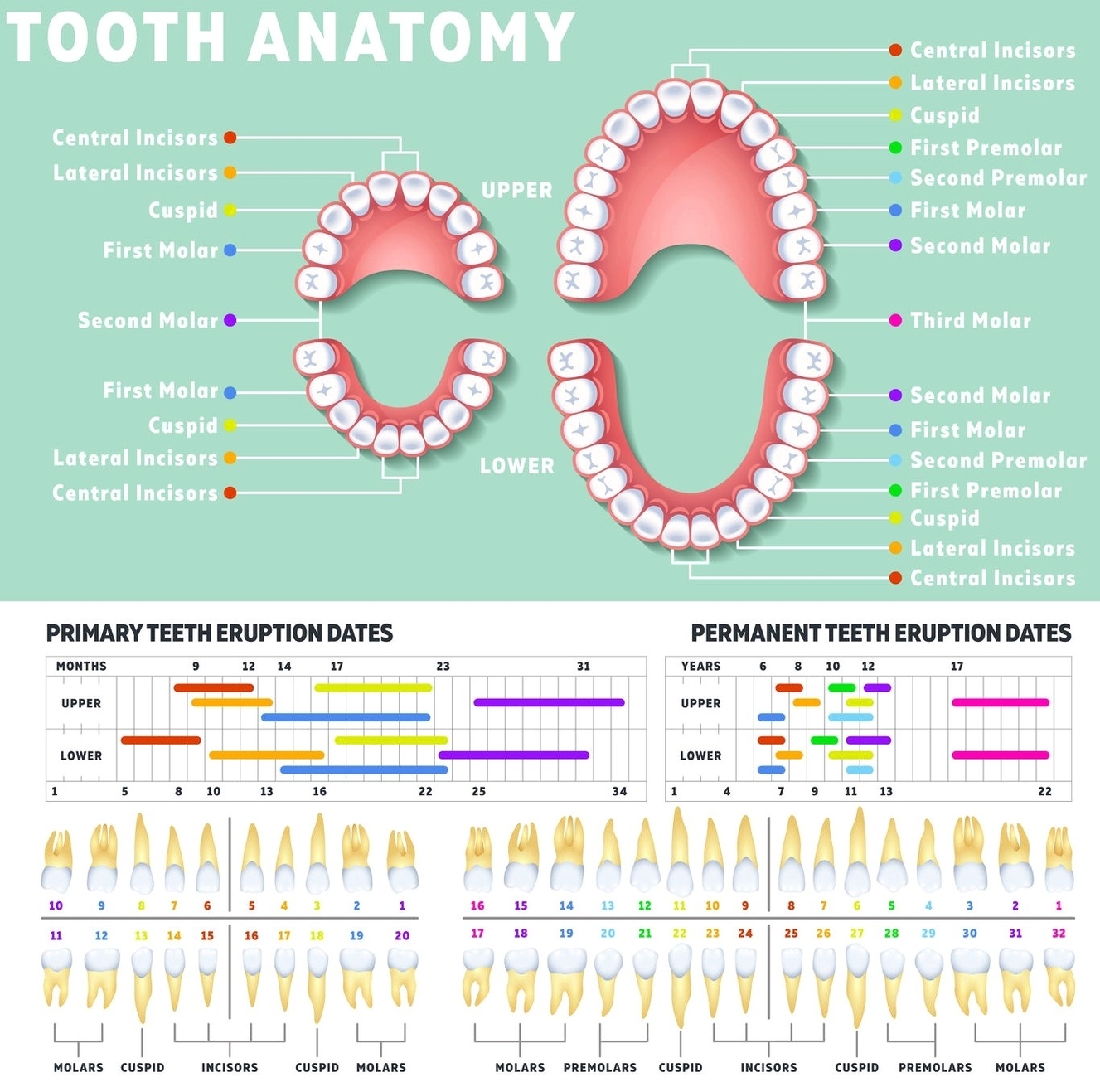Tooth anatomy kids and adults