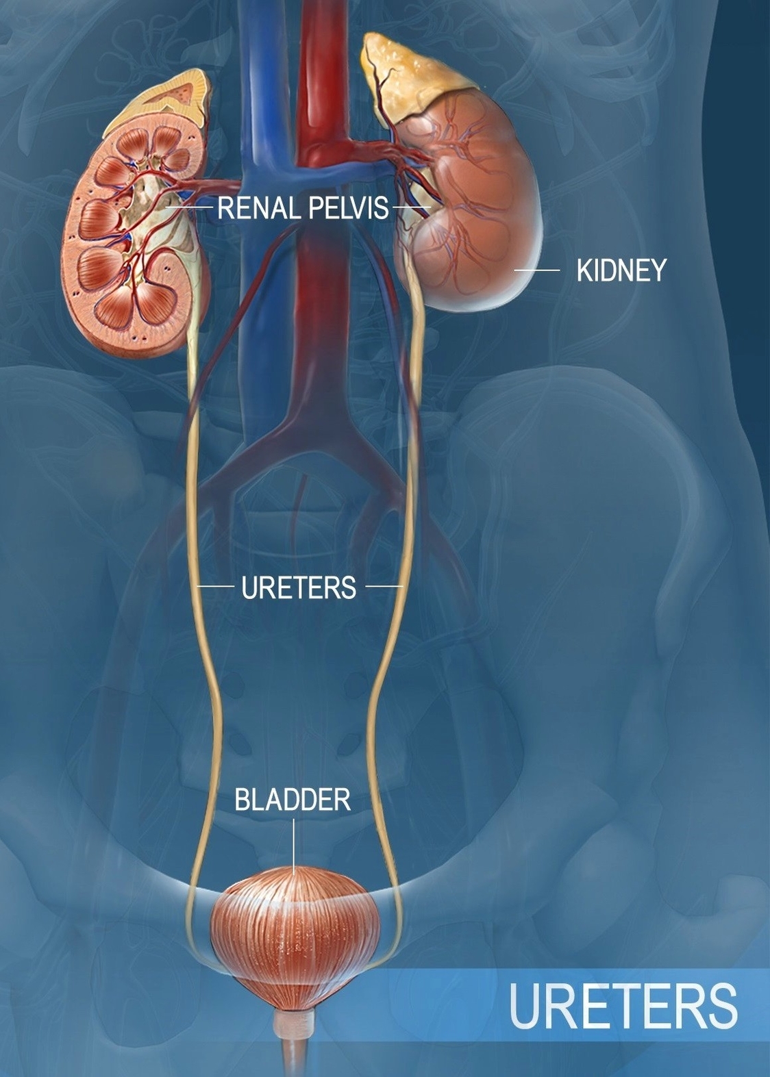 Ureters diagram