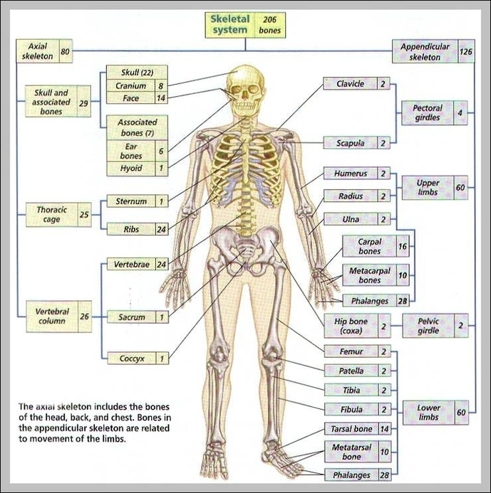 206 Bones Of The Body Diagram Image