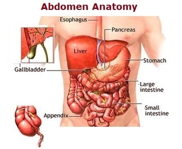 Abdomen Anatomy Image