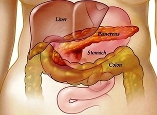 Abdominal Anatomy Image
