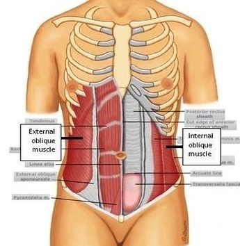 Abdominal Oblique Muscle Anatomy Image