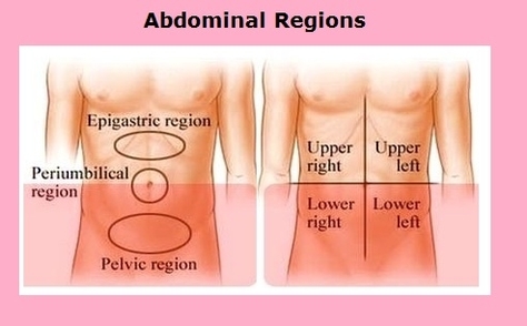 Abdominal Regions Image