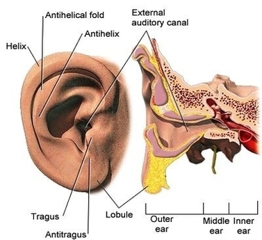 Adam Ear Anatomy Image