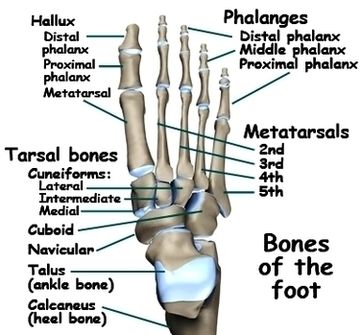 Adult Foot Fx Anatomya Image
