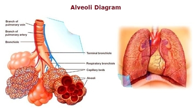 Alveoli Diagram Image