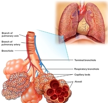 Alveoli Image