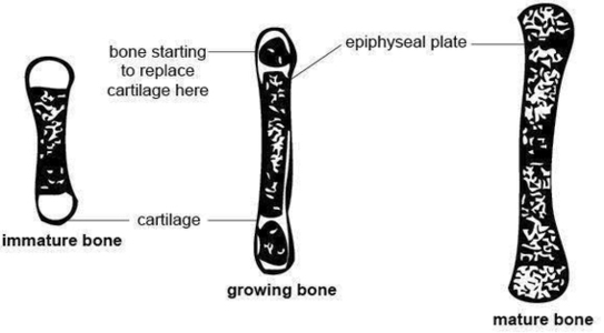 Anatomy And Physiology Of Animals Growing Bone Image
