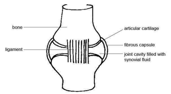 Anatomy And Physiology Of Animals Synovial Joint Image