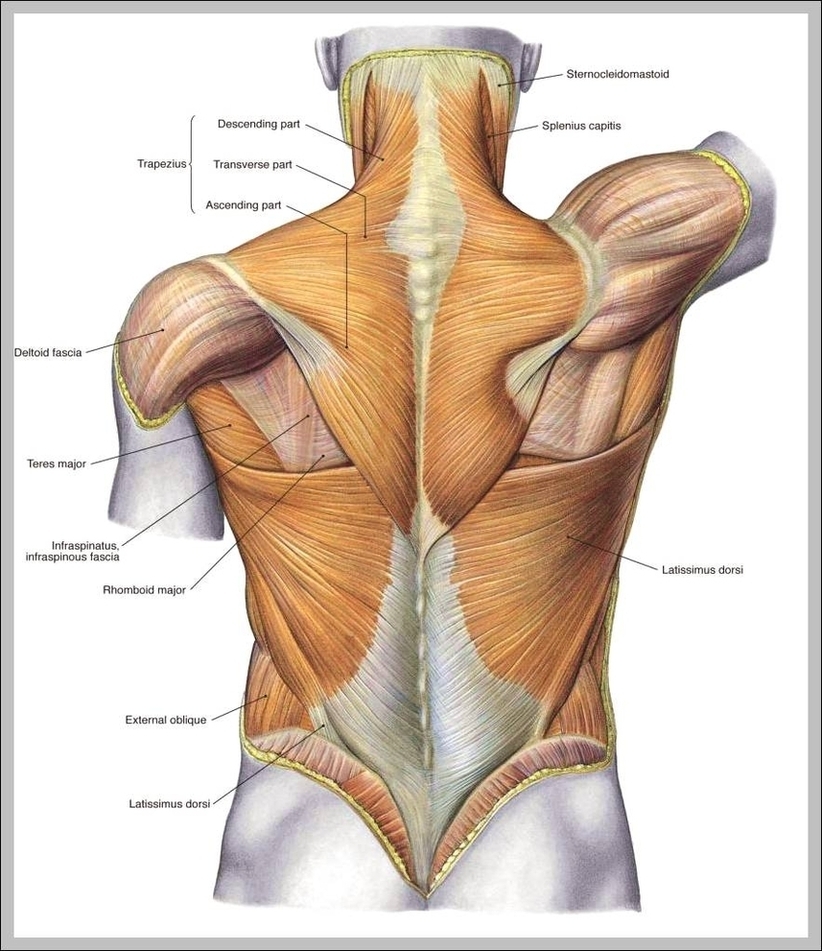 Anatomy And Physiology Pictures Image