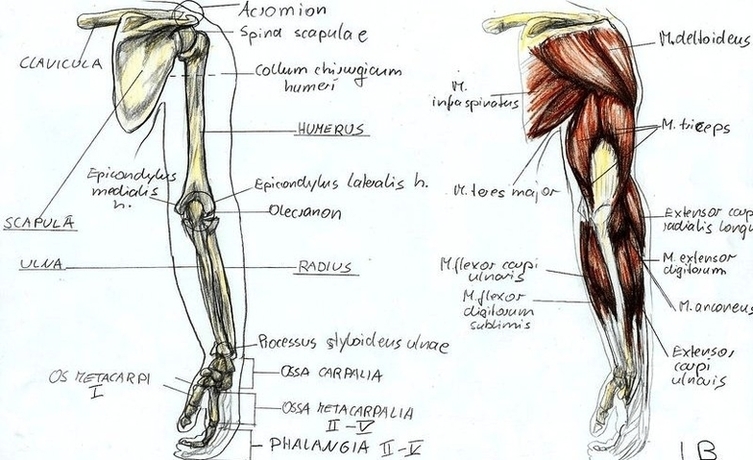 Anatomy Arm By Bk Image