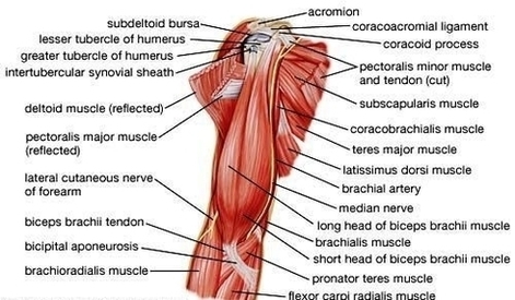 Anatomy Arm Muscles Image