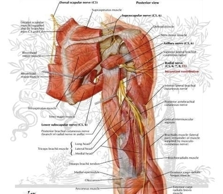 Anatomy Arm Nerves Image