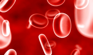 Anatomy Blood Cells Image