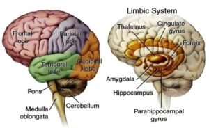 Anatomy Brain Border Image - Graph Diagram