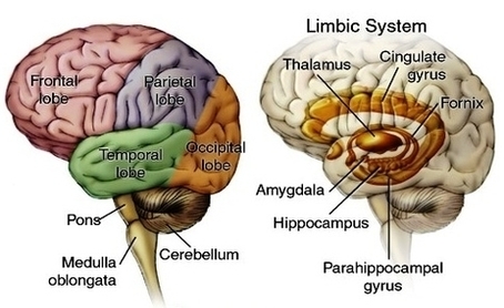 Anatomy Brain Border Image