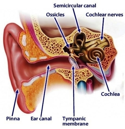 Anatomy Ear Image