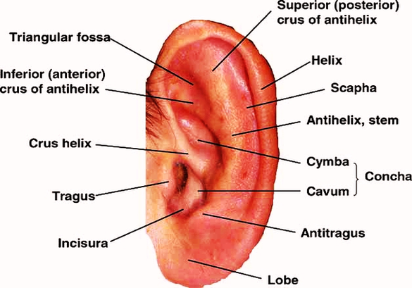 Anatomy Ear Large Image