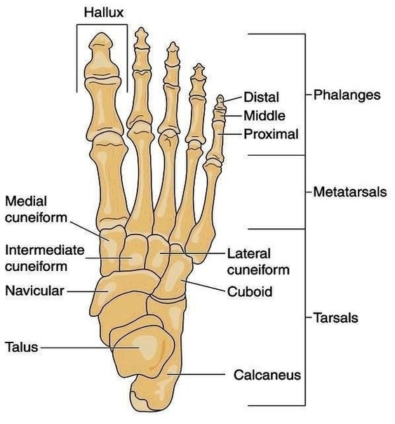 Anatomy Foot Ankle Image