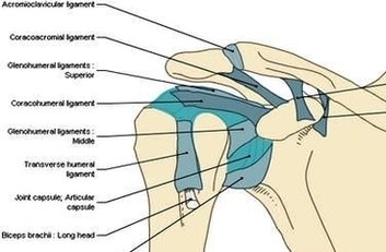 Anatomy Glenohumeral Joint Shoulder Ligaments En Medical Image