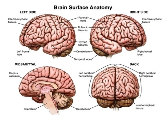 Anatomy Human Brain Image