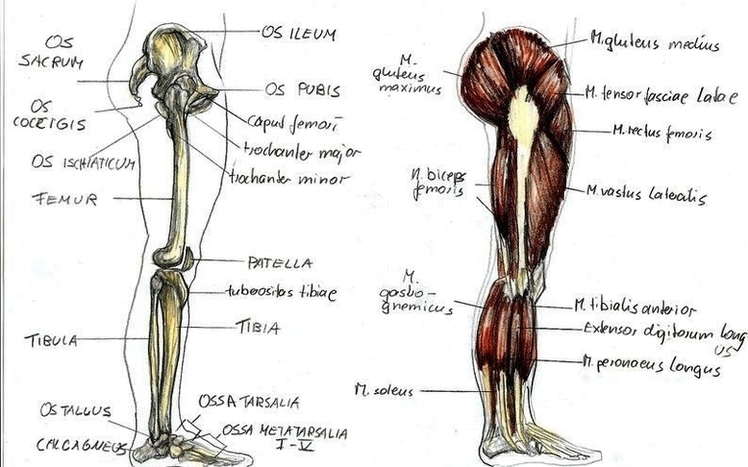 Anatomy Leg By Bk1 Image