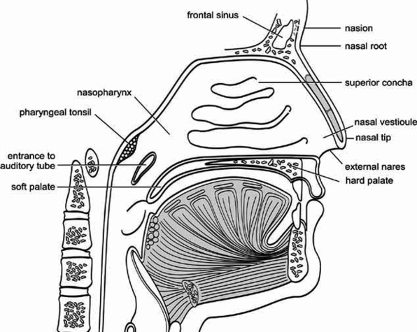 Anatomy Nose Large Image