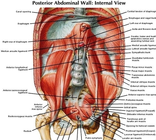 Anatomy Of Abdomen Image