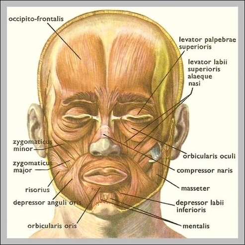 Anatomy Of Face Image