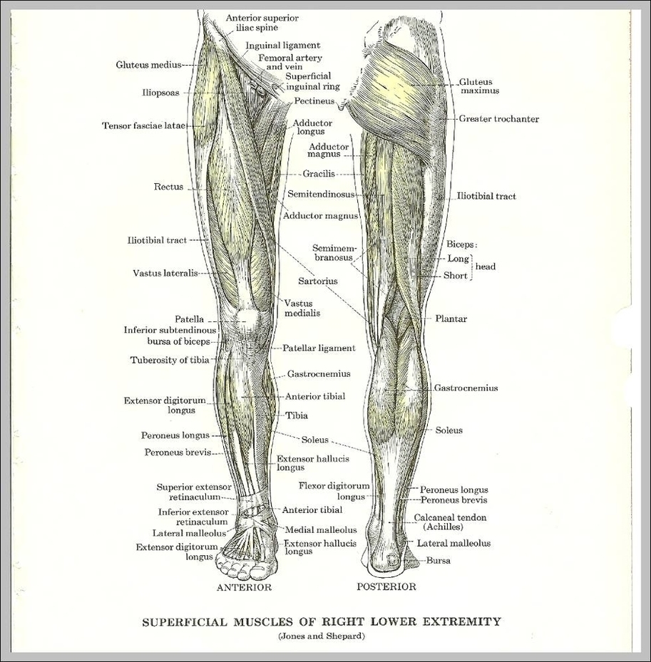 Anatomy Of Leg Muscles Image