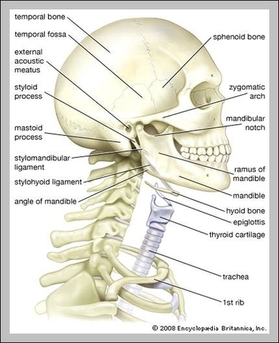 Anatomy Of Neck And Head Image