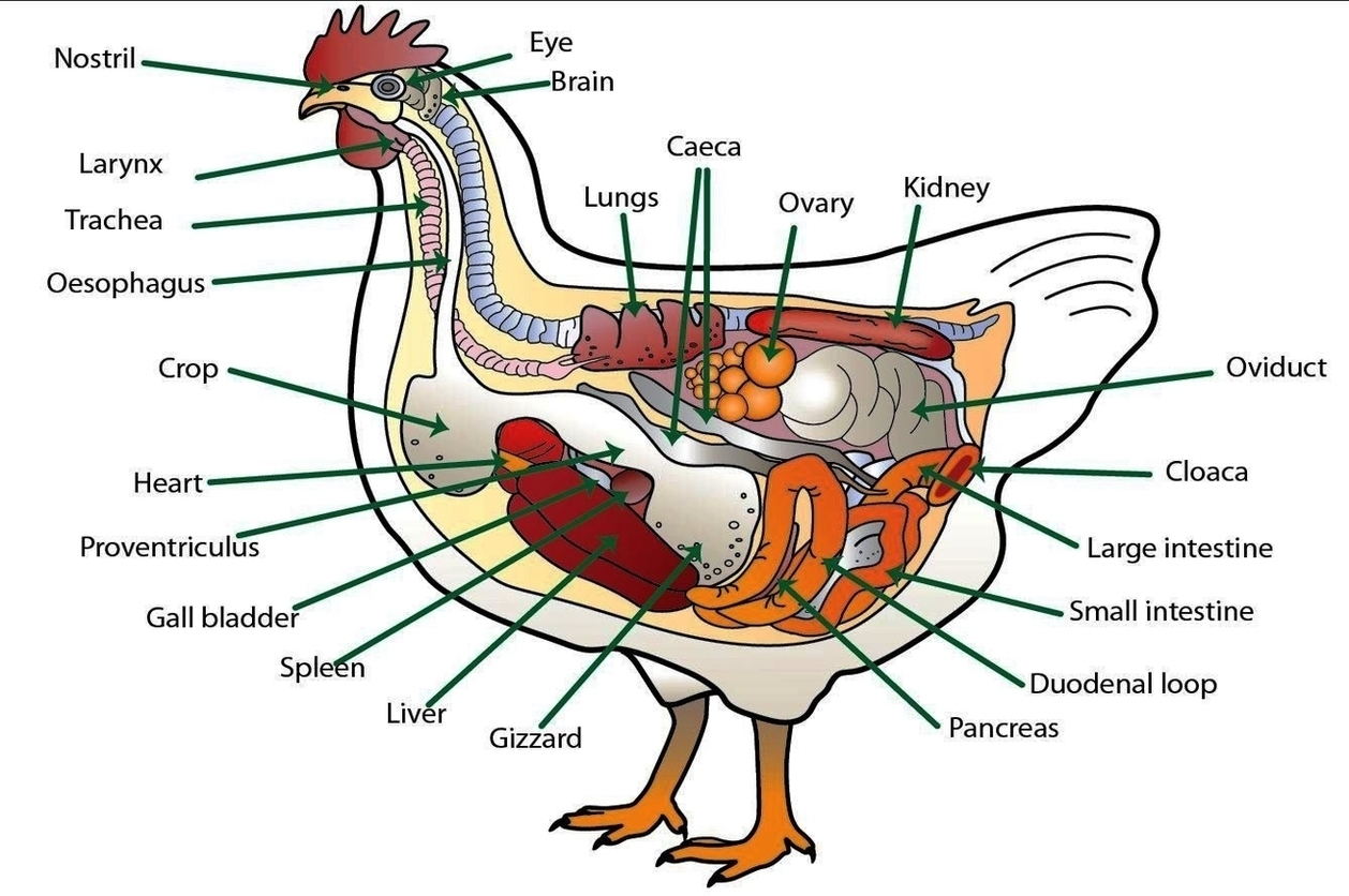 Anatomy Of The Chicken With Text Image