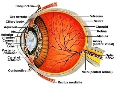 Anatomy Of The Human Eye Cross Section View Image