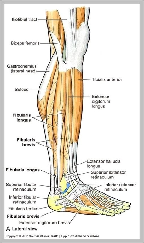 Anatomy Of The Leg Muscles Image