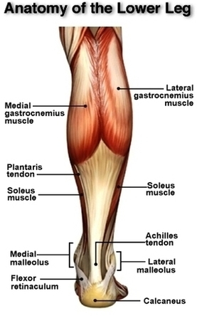 Anatomy Of The Lower Leg Achilles Tendon Image