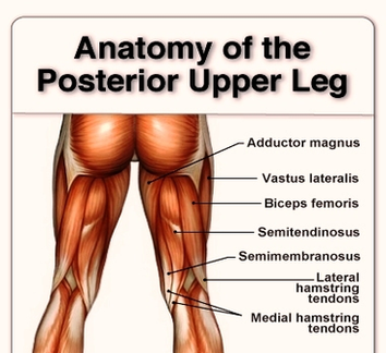 Anatomy Of The Posterior Upper Leg Hamstrings Image